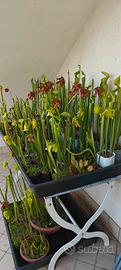 Piante carnivore Sarracenia