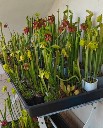 Piante carnivore Sarracenia