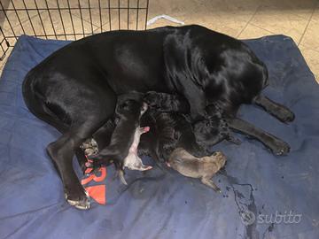 Cuccioli cane corso