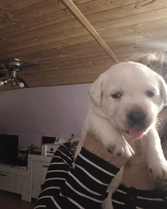 Labrador retriever