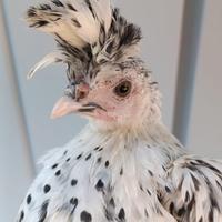 Pulcini Appenzeller Spitzhaube argento