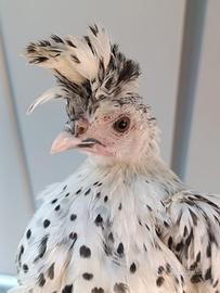 Pulcini Appenzeller Spitzhaube argento