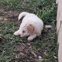 Cuccioli di lagotto romagnolo