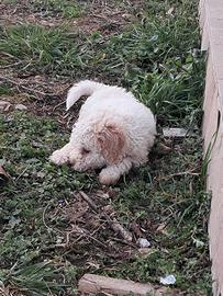 Cuccioli di lagotto romagnolo