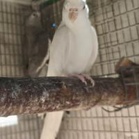 Coppia inseparabili adulta con gabbia da 120