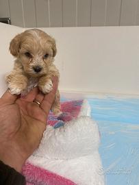 Cuccioli di Maltipoo