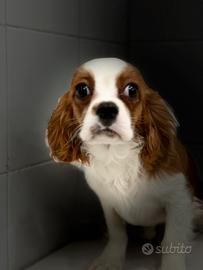 Cavalier king