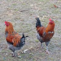 Galli olive egger,marans blu argento