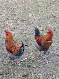 Galli olive egger,marans blu argento