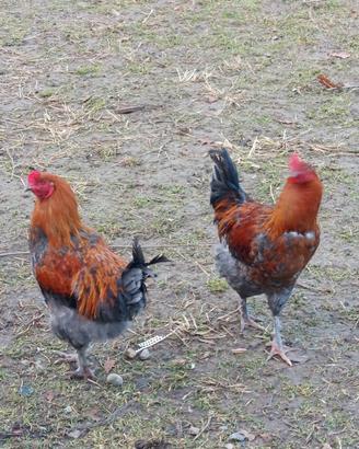 Galli olive egger,marans blu argento