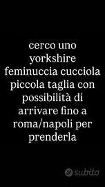 Yorkshire piccola taglia