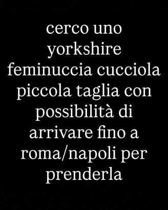 Yorkshire piccola taglia