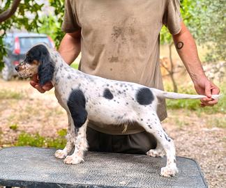 Cucciolo Setter Tricolore 3 Mesi Maschio