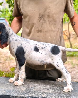 Cucciolo Setter Tricolore 3 Mesi Maschio