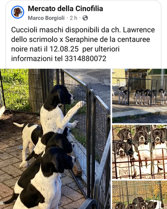 Cuccioli pointer
