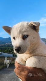 Siberian total white