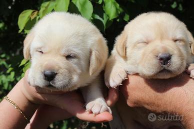 Stupendi cuccioli di labrador retriver