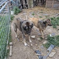 Dolci cucciolotti di pastore albanese/kosovaro