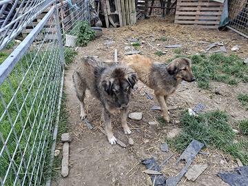 Dolci cucciolotti di pastore albanese/kosovaro
