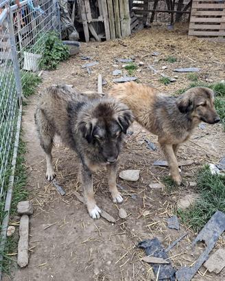 Dolci cucciolotti di pastore albanese/kosovaro