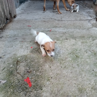 Jack Russell