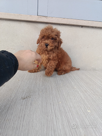 Barboncino Toy con pedigree ENCI