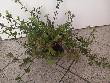 Pianta perenne Aptenia