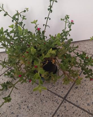 Pianta perenne Aptenia