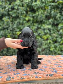 Cocker spaniel inglese