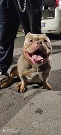 Tri lilac bully