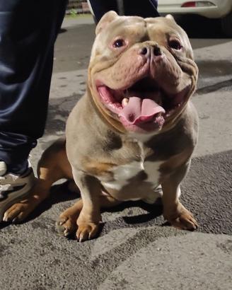 Tri lilac bully