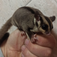 Petauro dello zucchero