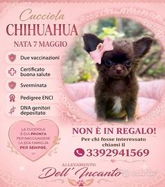 Femmina pronta al ritiro chihuahua con pedigree