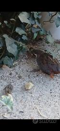 quaglie cinesi cova naturale 