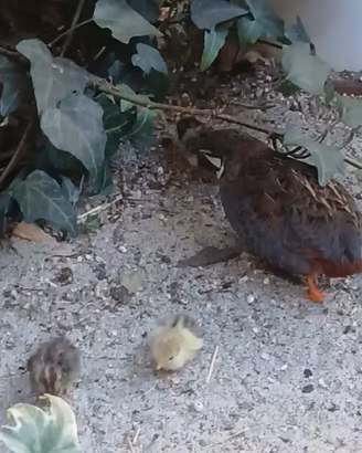 quaglie cinesi cova naturale 