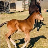 Cavalla da Bombolino