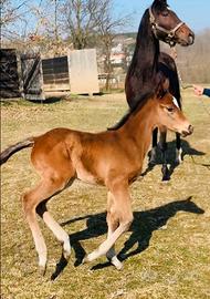 Cavalla da Bombolino