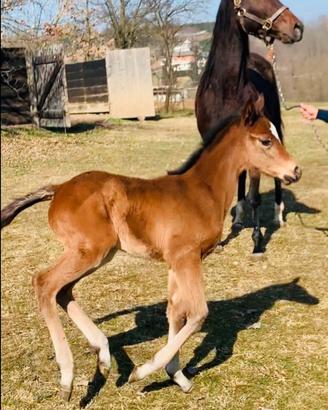 Cavalla da Bombolino