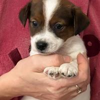 Jack Russell Terrier ultimo maschietto disponibile