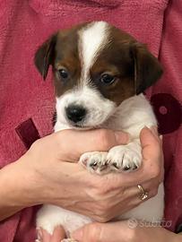 Jack Russell Terrier ultimo maschietto disponibile