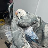 Fischer opalina ewing