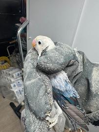 Fischer opalina ewing