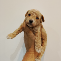 Cuccioli di barboncino rosso e albicocca Toy