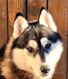 Siberian husky maschio con pedigree