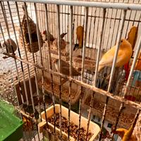 Canarino giallo e bianco