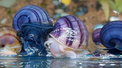 Caridine ampullarie e piante acquario