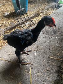 Marans