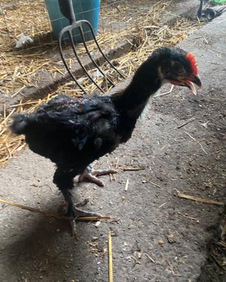 Marans