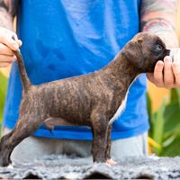 Cucciolo boxer tigrato