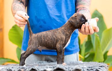 Cucciolo boxer tigrato